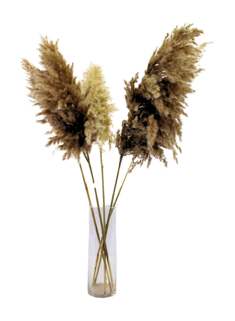 فانسي فلورز عشب بامباس طبيعي ناعم مجفف – سيقان بامباس منفوشة باللون البيج للديكور المنزلي والمناسبات  10 - Image 1